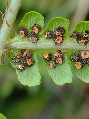 Dryopteris affinis borreri