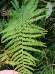 Dryopteris affinis borreri