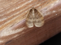 Operophtera brumata