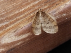 Operophtera brumata