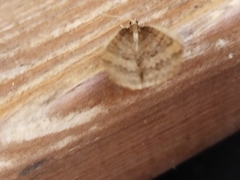 Operophtera brumata