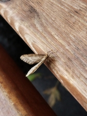 Operophtera brumata