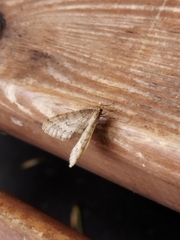 Operophtera brumata