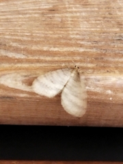 Operophtera brumata