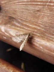 Operophtera brumata