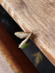 Operophtera brumata