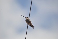 Heliomaster squamosus