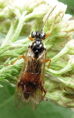 Aglaostigma discolor