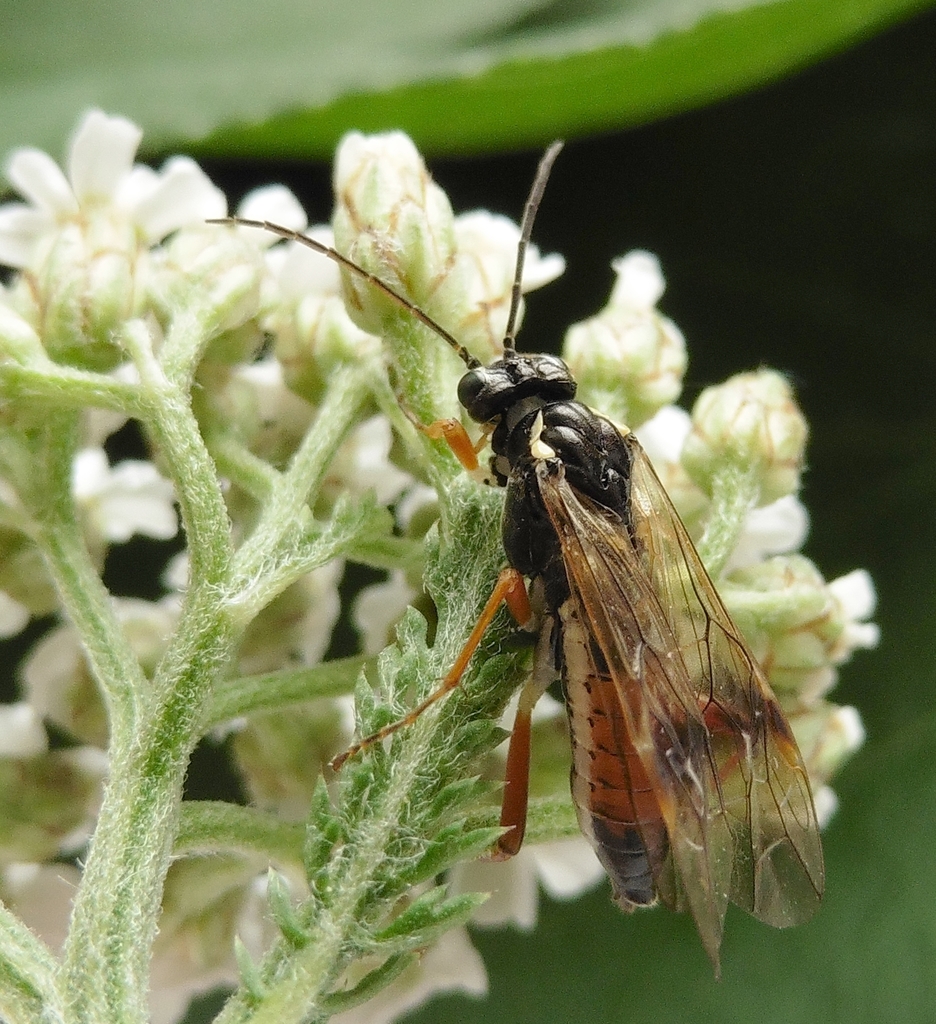 Aglaostigma discolor