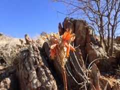 Aloe hereroensis