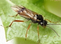 Aglaostigma discolor