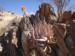 Aloe hereroensis