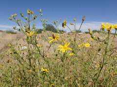Osteospermum microcarpum