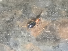 Cylas formicarius