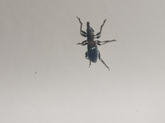 Cylas formicarius