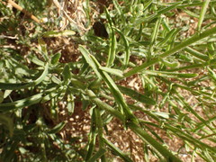Osteospermum microcarpum
