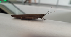 Copiocera specularis