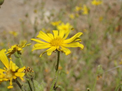 Osteospermum microcarpum