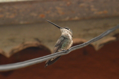Heliomaster squamosus