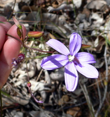 Dichopogon capillipes
