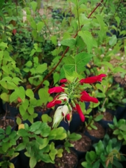 Salvia karwinskii