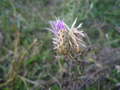 Centaurea stoebe australis