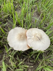 Pluteus