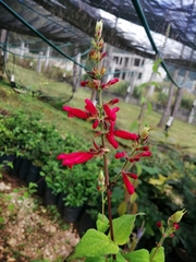 Salvia karwinskii