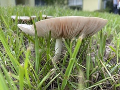 Pluteus