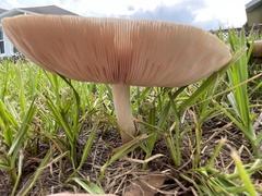 Pluteus