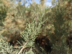 Tamarix usneoides