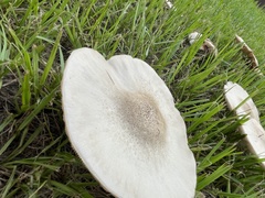 Pluteus