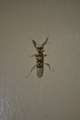 Pseudocreobotrina