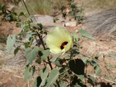 Hibiscus engleri