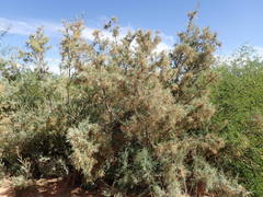 Tamarix usneoides