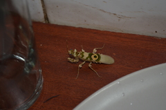 Pseudocreobotrina