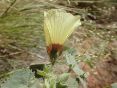 Hibiscus engleri