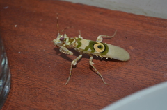 Pseudocreobotrina