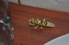 Pseudocreobotrina