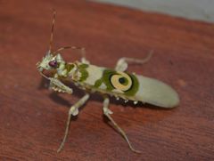 Pseudocreobotrina