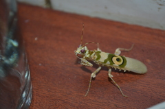 Pseudocreobotrina