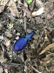 Carabus scabrosus