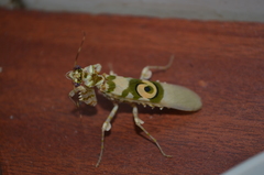 Pseudocreobotrina