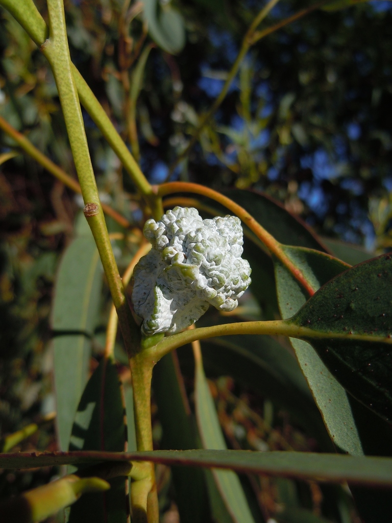 Eucalyptus flowers and gum nuts
