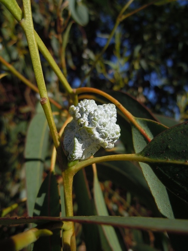 Eucalyptus globulus iNat (3)