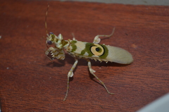 Pseudocreobotrina