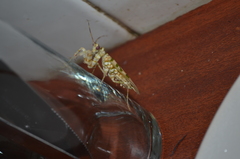 Pseudocreobotrina