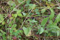 Archytas analis