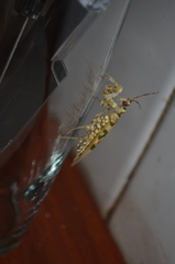 Pseudocreobotrina