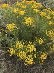Senecio pampeanus